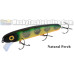 Bucher Baby Shallow Raider