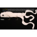 Chaos Tackle Shallow Mid Size Medussa