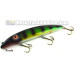 Fat A.Z. Musky Products 10" Raptor